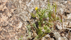 Spermolepis lateriflora