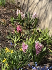 Hyacinthus orientalis