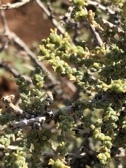 Caroxylon calluna