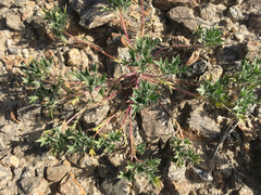 Langloisia setosissima