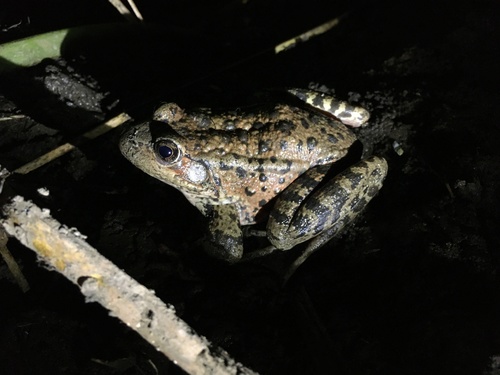 California Red-legged Frog