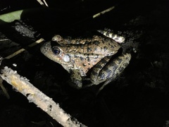 California Red-Legged Frog photo 5