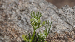 Spermolepis lateriflora