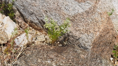 Spermolepis lateriflora