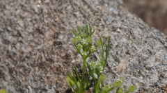 Spermolepis lateriflora
