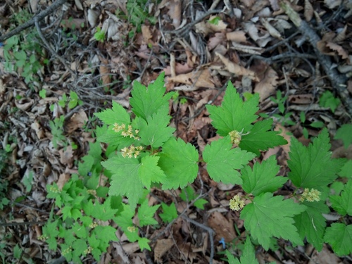 Ribes maximowiczianum iNat (3)