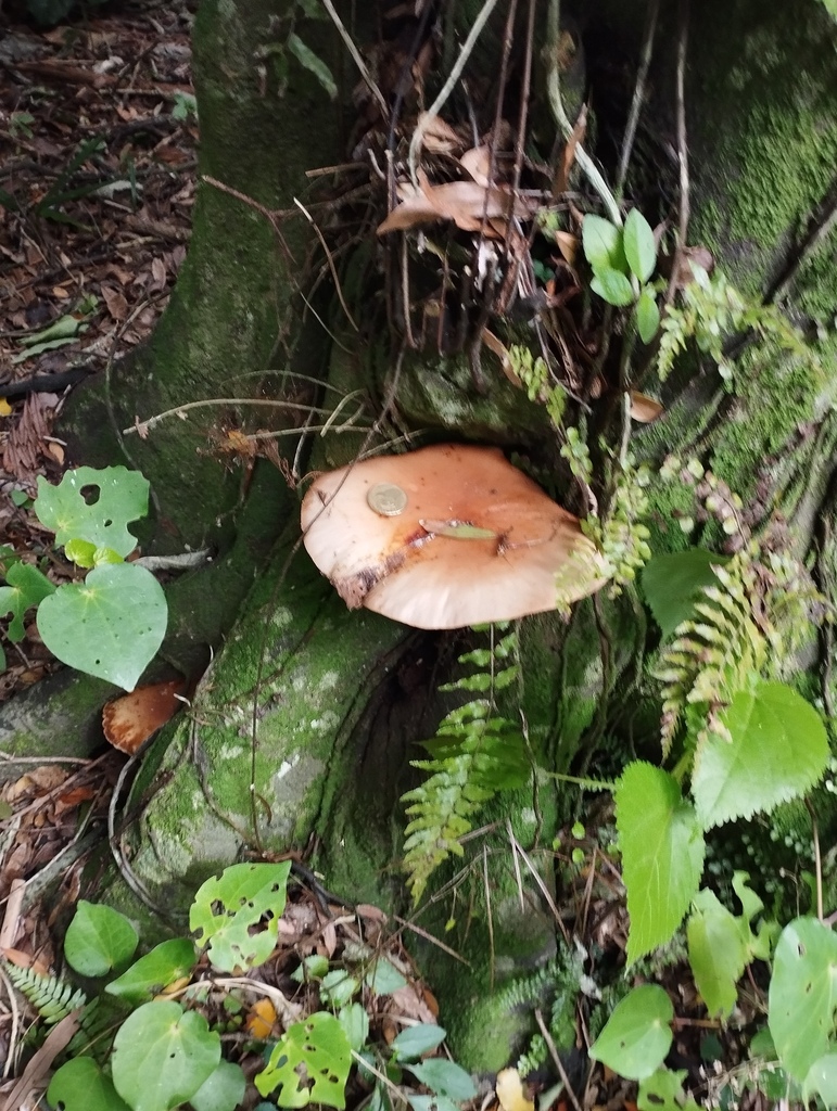 Cyclocybe parasitica · May 2026 · photo: © geoffr (iNaturalist, cc0)