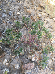 Langloisia setosissima