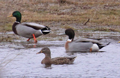 Anas platyrhynchos × acuta