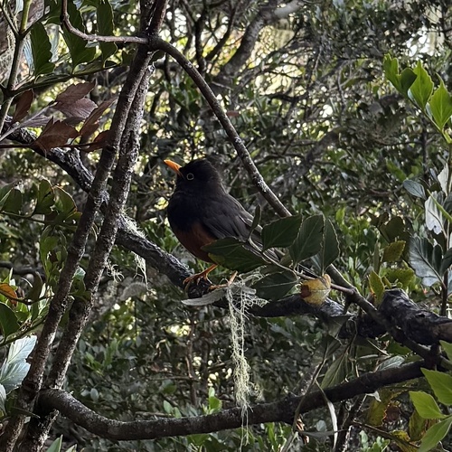 Sunda Island Thrush (Turdus javanicus), photo 9