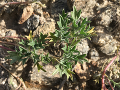 Langloisia setosissima