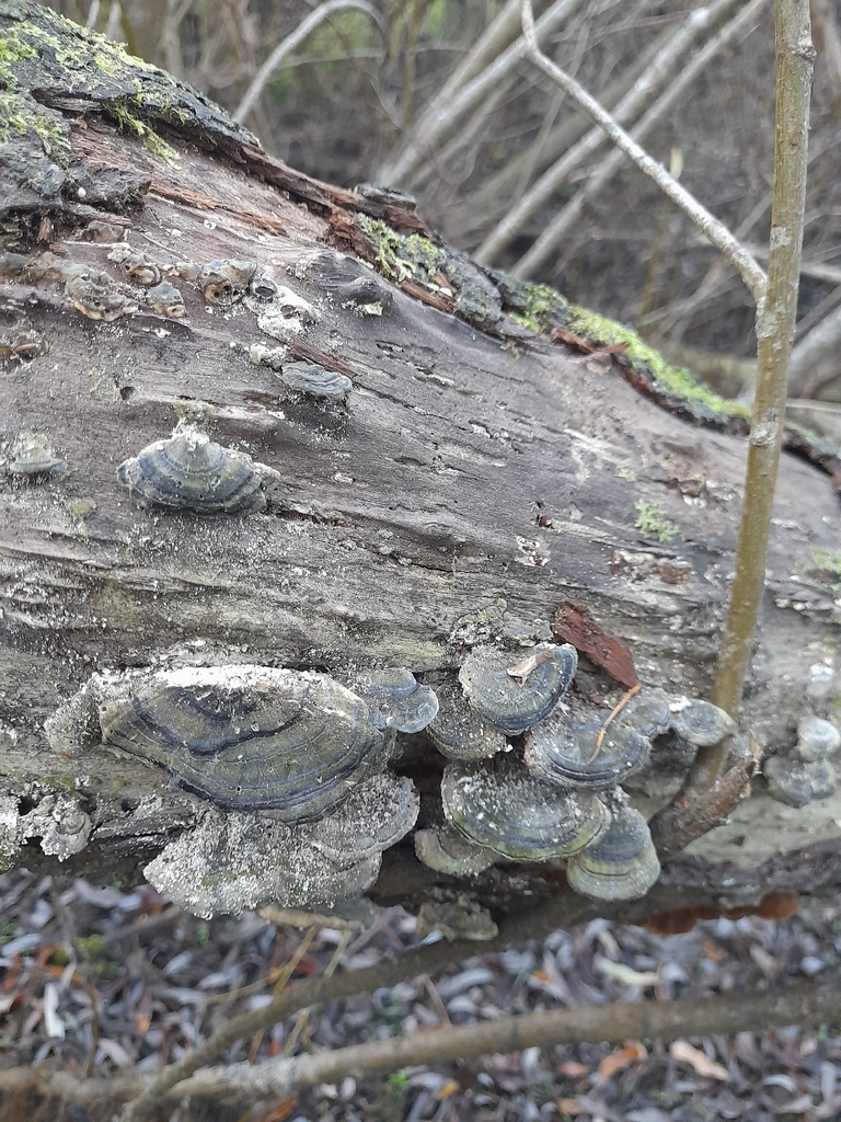 Trametes versicolor · May 2026 · photo: © hannah_whittall (iNaturalist, cc-by)