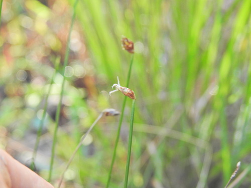 Fimbristylis nutans