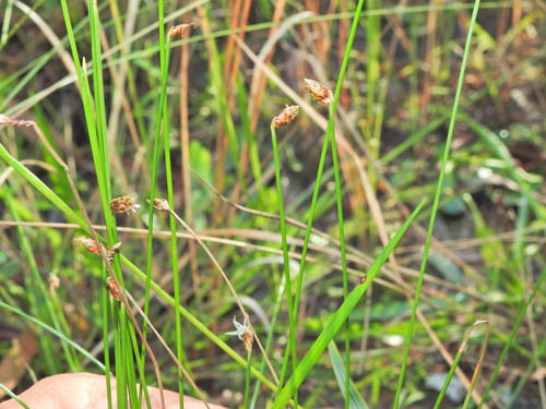 Fimbristylis nutans, photograph 1