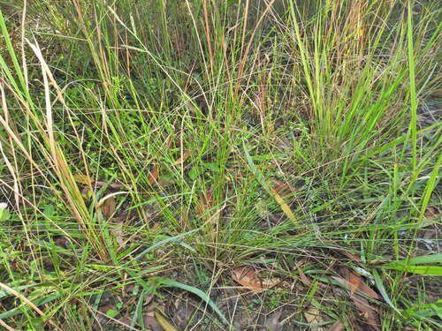 Fimbristylis nutans, photograph 2