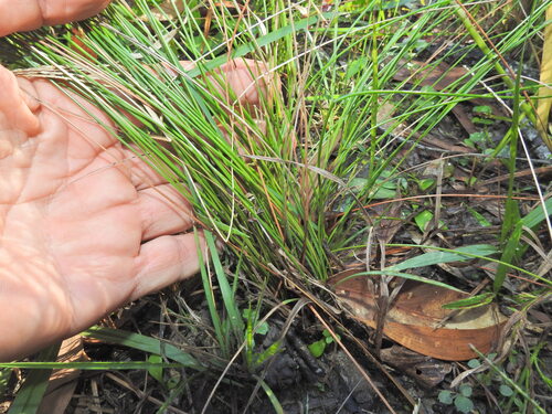 Fimbristylis nutans, photograph 3