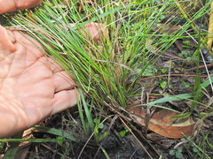 Fimbristylis nutans, photograph (c) Scott W. Gavins, some rights reserved (CC BY)