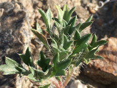 Langloisia setosissima