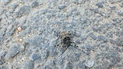 Oak Longicorn Beetle