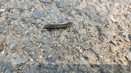 Orthomorphella pekuensis