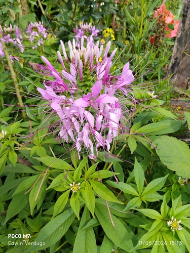 Spider flower