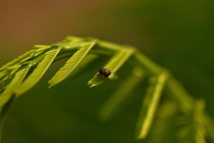 Oplodontha rubrithorax