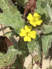 Camissoniopsis lewisii
