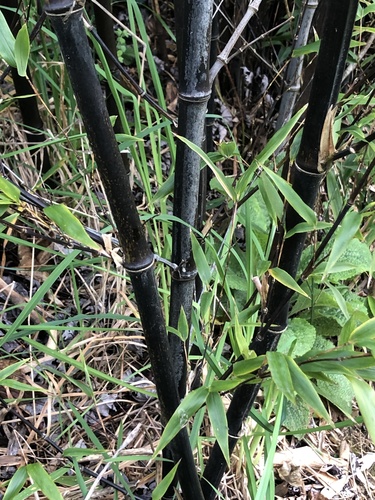Phyllostachys nigra