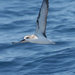 Gadfly Petrels - Photo (c) Duncan, some rights reserved (CC BY-SA)