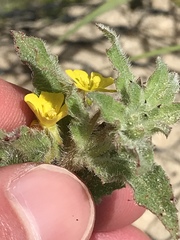 Camissoniopsis lewisii