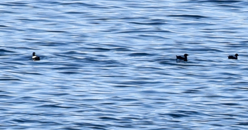 Black Guillemot