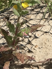 Camissoniopsis lewisii