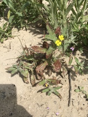 Camissoniopsis lewisii