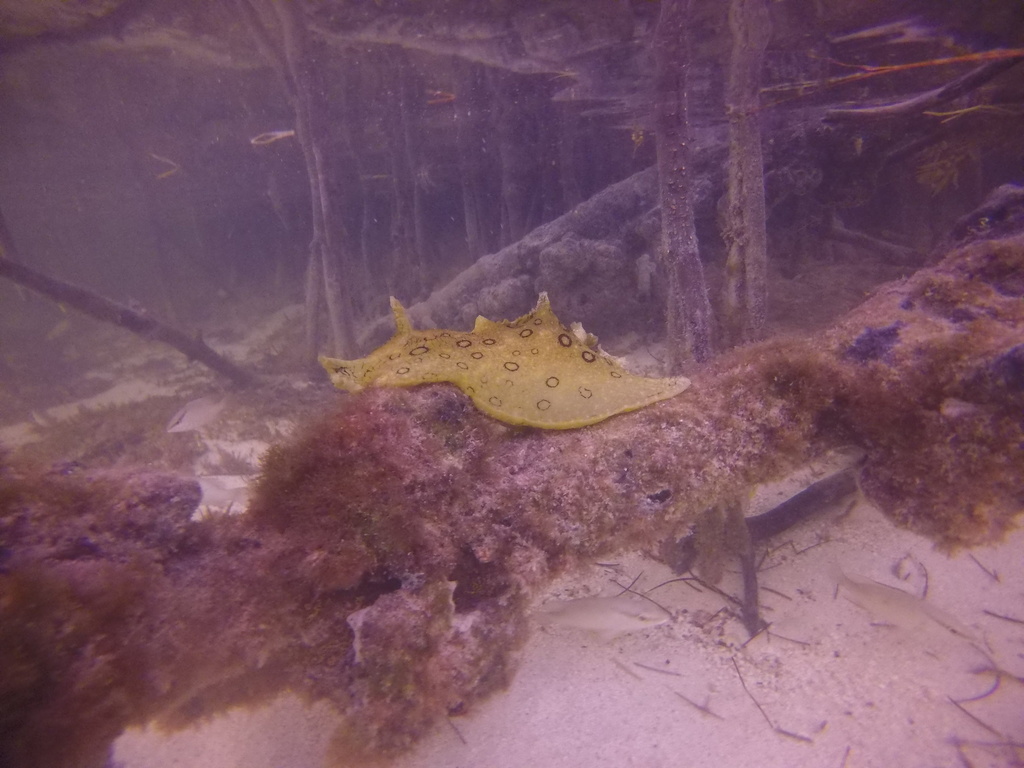 Large-spotted sea hare