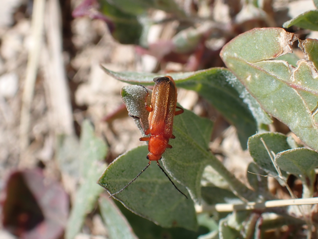 Common Red Soldier Beetle from Les Portes-en-Ré, France on May 7, 2026 ...