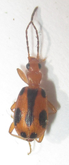 Brachinus leprieuri