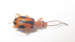 Brachinus leprieuri