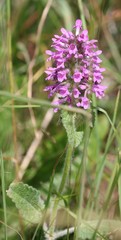 Betonica hirsuta
