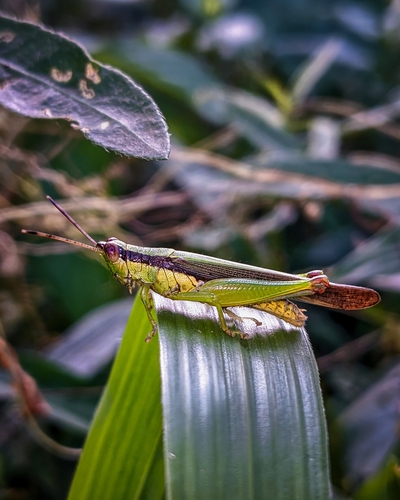 Gesonula punctifrons