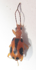 Brachinus leprieuri