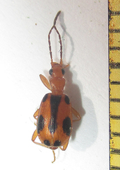 Brachinus leprieuri