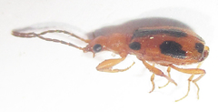 Brachinus leprieuri