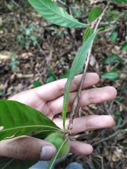 Duroia hirsuta