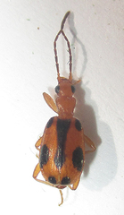 Brachinus leprieuri