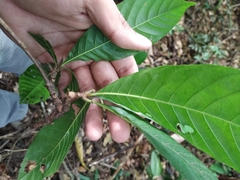 Duroia hirsuta