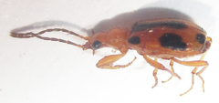 Brachinus leprieuri