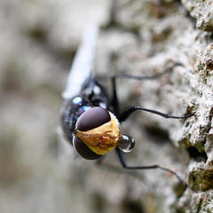 Chrysorutilia