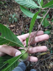 Duroia hirsuta