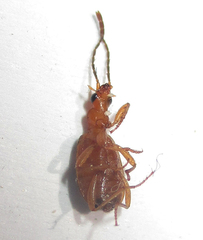 Brachinus leprieuri