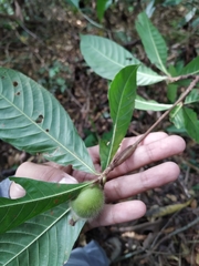 Duroia hirsuta